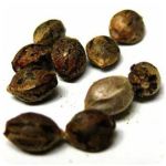 Семена марихуаны АК-47  (Seeds AK-47) в Россоши